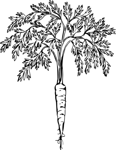 Carrot With Tops Coloring Page